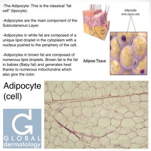 Adipocyte (Fat Cell)