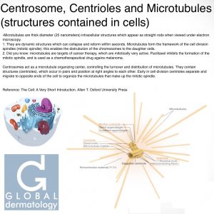 Centrosome, Centrioles and Microtubules