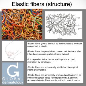 Elastic Fibers