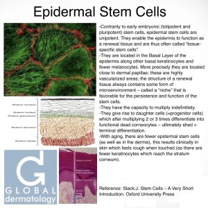 Epidermal Stem Cells
