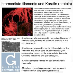 Keratin and Intermediate Filaments