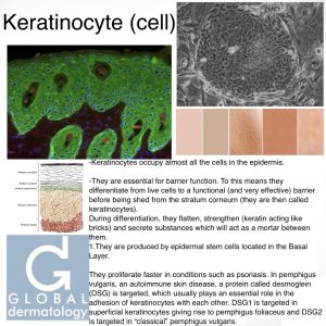 Keratinocyte