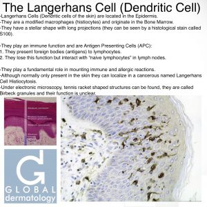 Langerhans Cell (Dendritic Cell)
