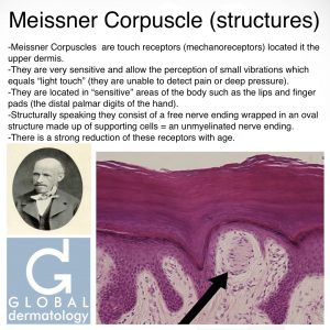 Meissner Corpuscle