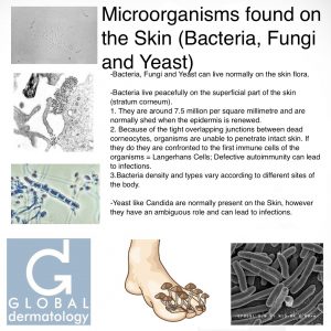 Microorganisms found on the Skin (Bacteria, Fungi and Yeast)