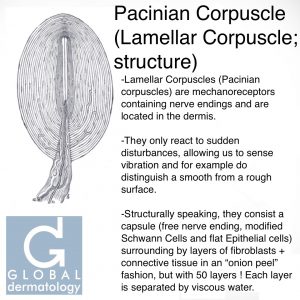 Pacinian Corpuscle (Lamellar Corpuscle)