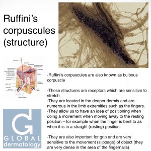 Ruffini's Corpuscle