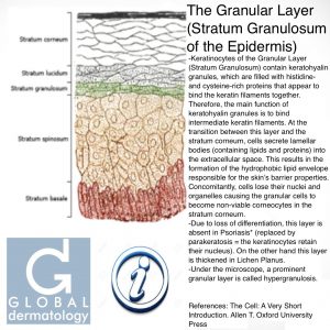 Granular Layer (Stratum Granulosum)