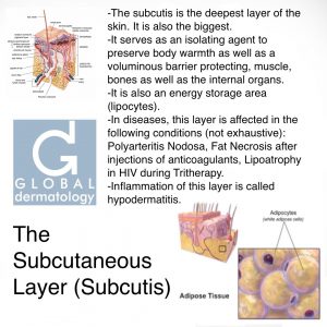 Subcutaneous Layer (Subcutis)
