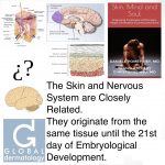 The Skin And Nervous System Are Closely Related. They Originate From The Same Tissue Until The 21st Day Of Embryological Development.
