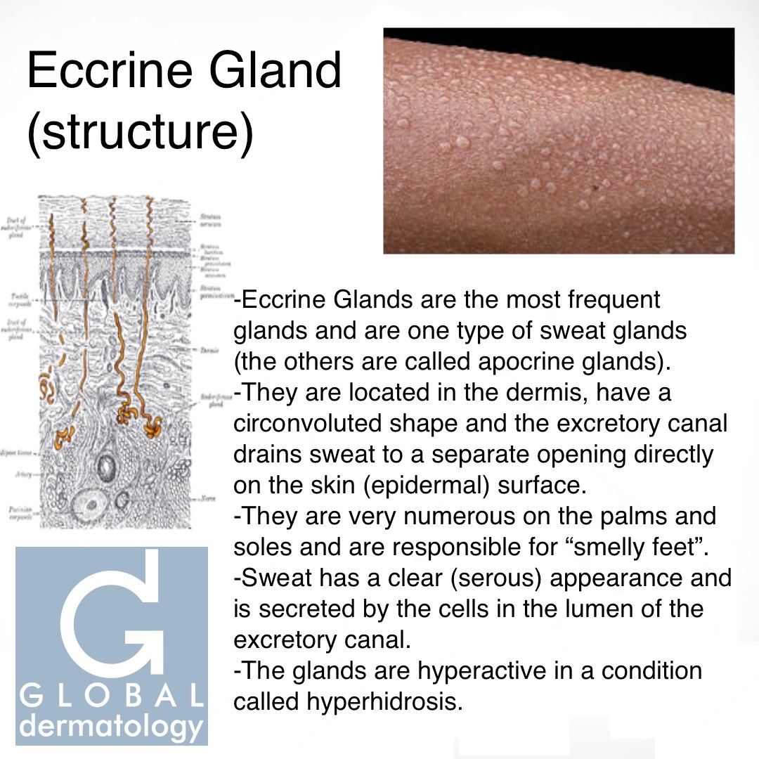 Global Dermatology Eccrine Gland Structure Instagram